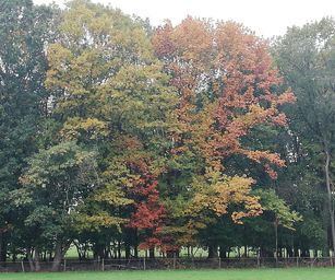 Paal - 18-10-2020 (1)