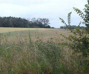 Taviers - 05-07-2020 (17)