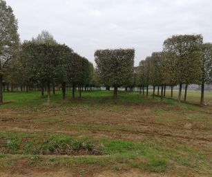 Paal - 18-10-2020 (20)