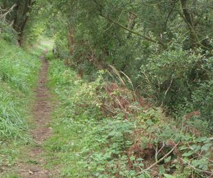 Taviers - 05-07-2020 (8)