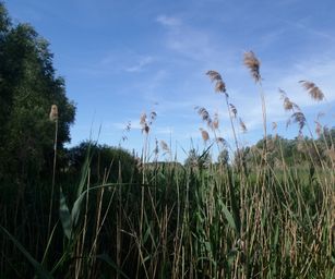 Te gek - 01-06-2020 (10)