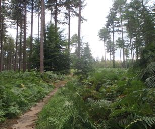 Blanden - 15-08-2020 (7)