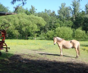 Haacht - 06-06-2021 (2)