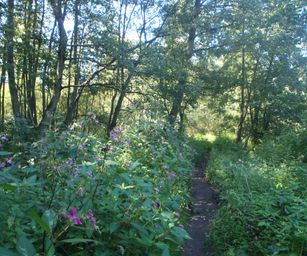 07-09-2023 - Overmere (16)