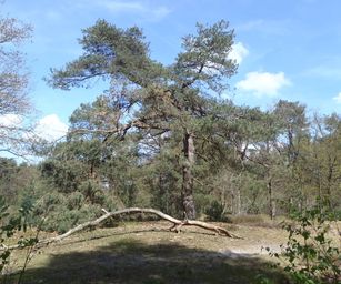 30-04-2023 - Herzele (11)