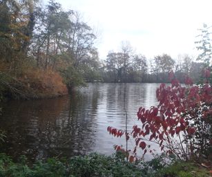 Kalken - 14-11-2020 (2)
