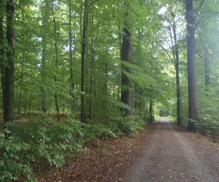01-10-2022 Tervuren-Bos (16)