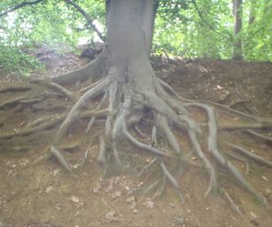Holsbeek - 02-08-2020 (31)