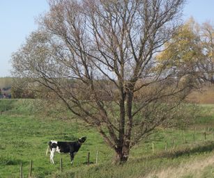 Bornem - 07-11-2020 (26)