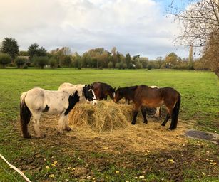 gezinswandeling 11-11-2019 (28)