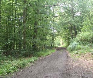 Haversin - 19-07-2020 (3)