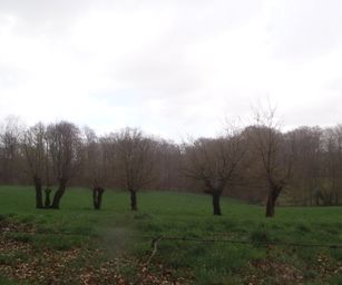 25-03-2023 - Buissenal (21)