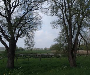 Dendermonde - 01-05-2021 (3)