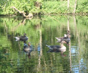 Heindonk - 13-06-2021 (3)