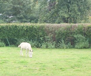 Wanze 11-09-2021 (4)