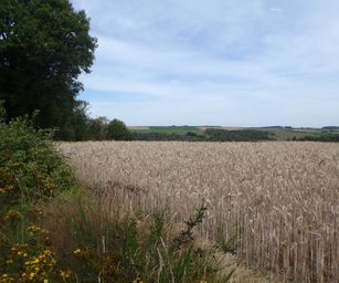 Haversin - 19-07-2020 (18)