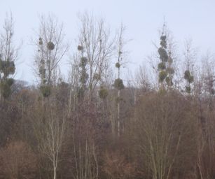 Pellenberg - 13-12-2020 (27)