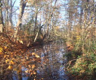 Gentbrugge - 28-11-2020 (7)